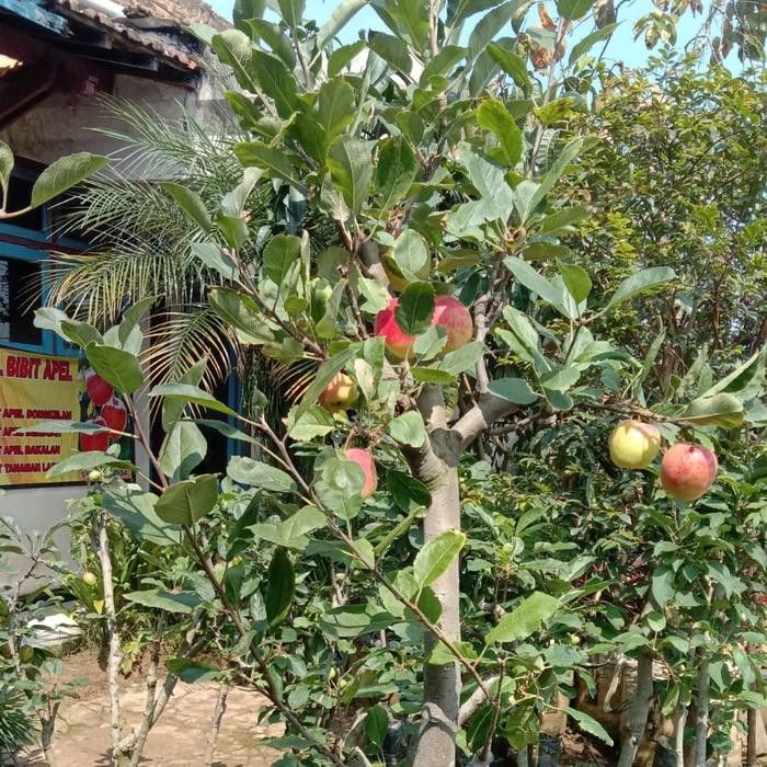 pohon apel fuji berbuah/Bibit Pohon Apel Berbuah