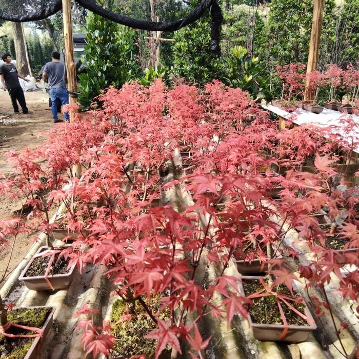pohon red maple japanese