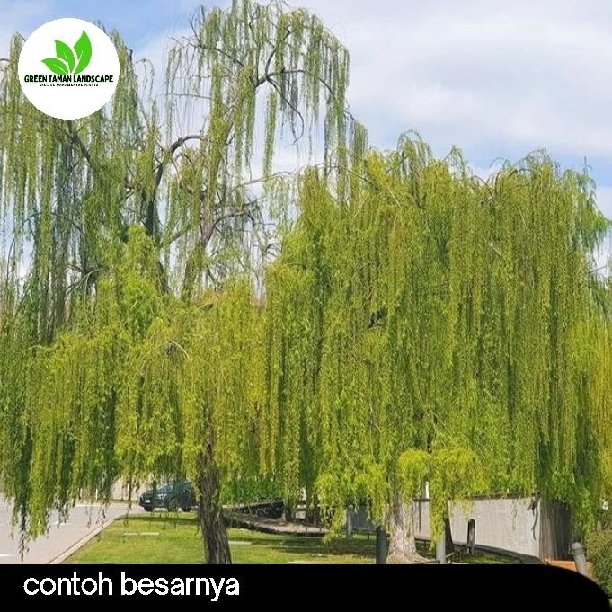 Pohon liang liu 2 meter Tanaman hias liang liu