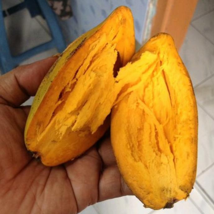 tanaman pohon buah alkesah sawo mentega