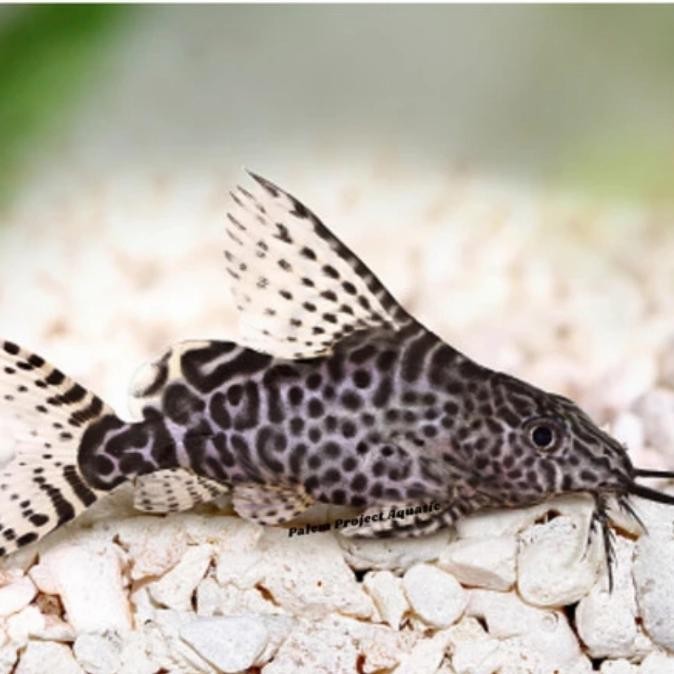 Ikan Hias Sapu Sapu Synodontis Sapu Sapu Pembersih Kaca Pemakan Lumut