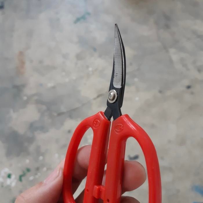 

AT Gunting sarang walet lengkung bengkok