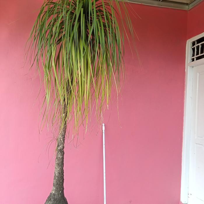 Nolina pohon nolina palem nolina