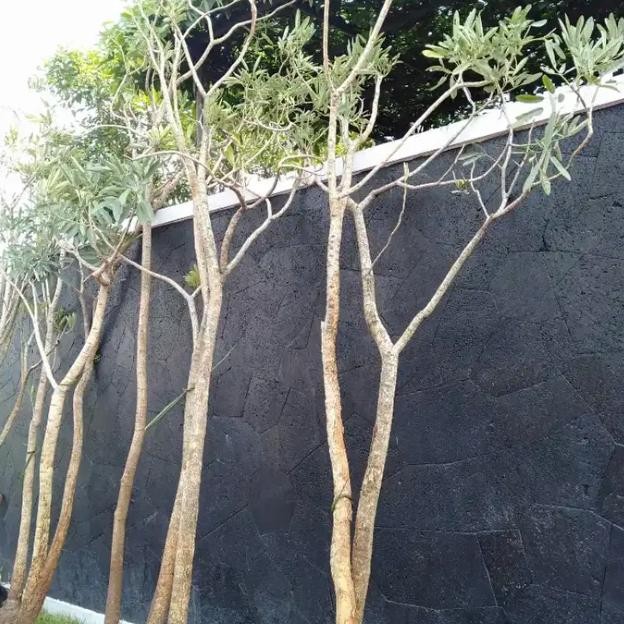 pohon tabebuya tinggi 2 meter kuning