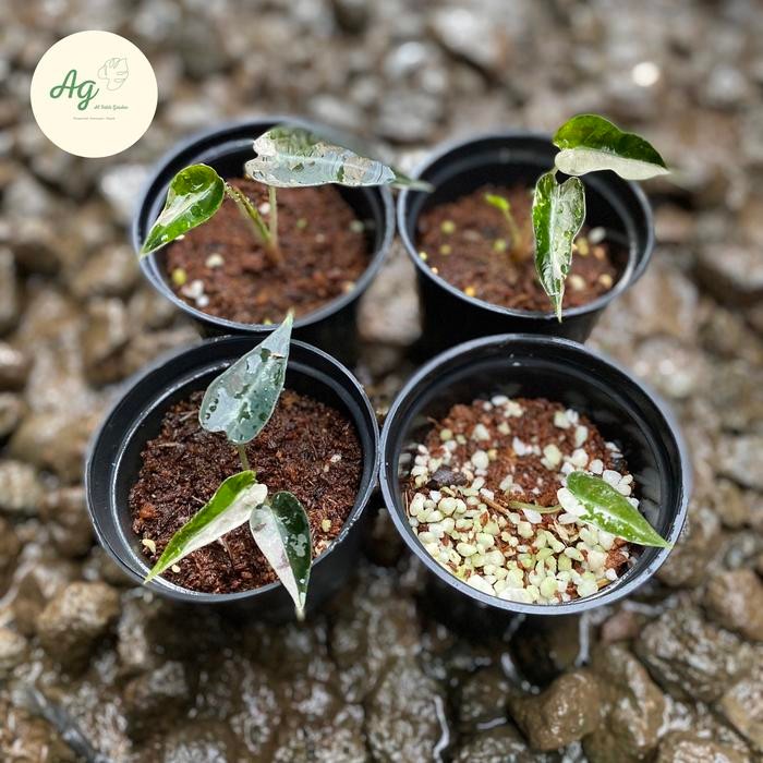 Alocasia bambino varigata (small size)