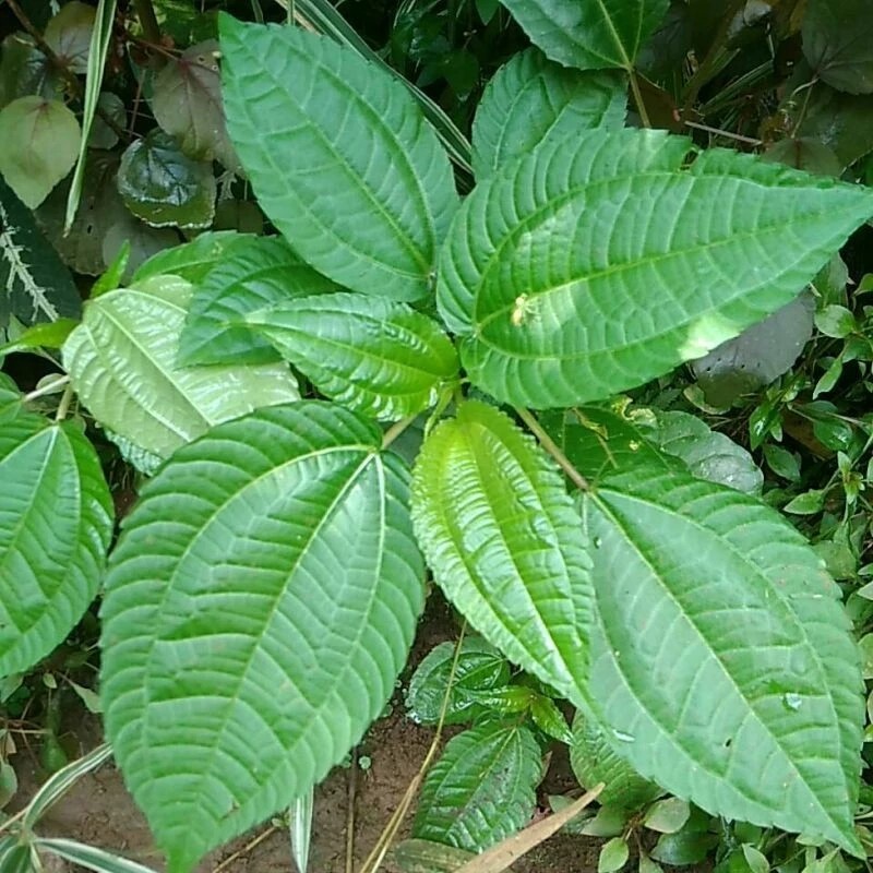 

satu lembar Daun pohpohan perlembar