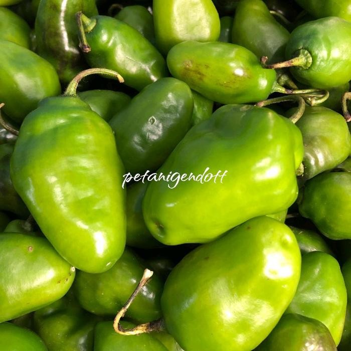 

New CABE GENDOT FRESH 500GR CABAI GENDOT FRESH BESAR