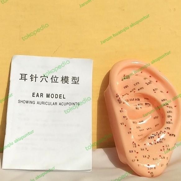 Terlaris Patung Akupunktur Telinga / Patung Telinga Akupuntur