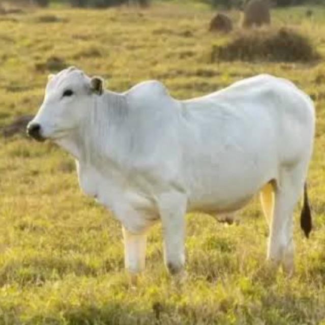 Obat Pmk Sapi Borok Kambing Ruminansia Iritasi Kulit Luka Sapi Scabies, Kudis, Koreng, Eksim, Dan