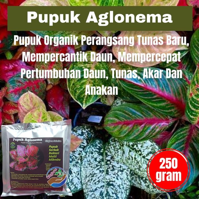 Pupuk Booster Aglonema Pelebat Dan Percantik Daun Terbaik 250Gr Bunga Tanaman