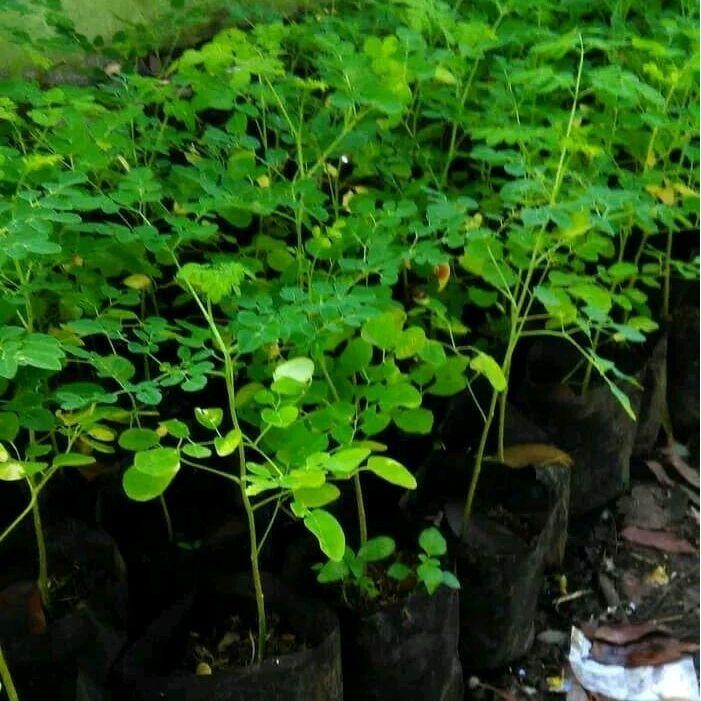 Pohon Kelor - Daun Kelor - Tanaman Daun Kelor