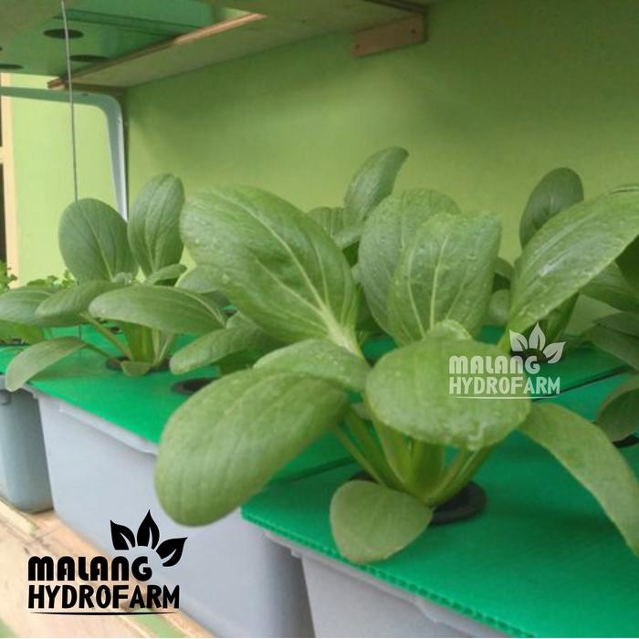 Tn Bak Hydroponik Persegi Panjang 4 Pcs Baskom Segi Plastik Sayur Sayuran Buah Hidroponik Wick