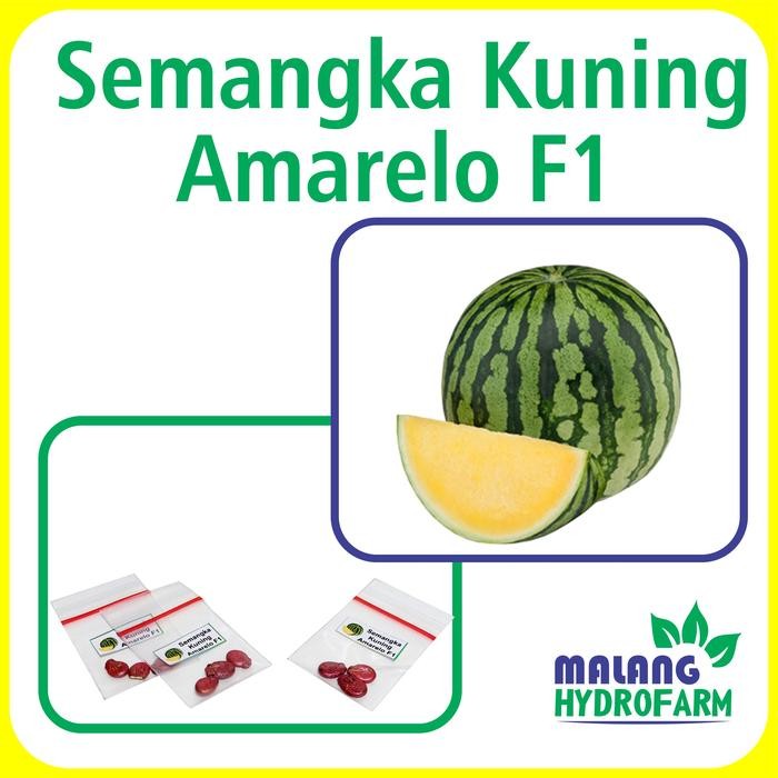 Tn Benih Semangka Kuning Tanpa Biji Amarelo F1 Repack Panah Merah Bibit