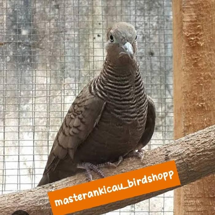 burung perkutut cemani bunyi Hokky jantan tulen aman