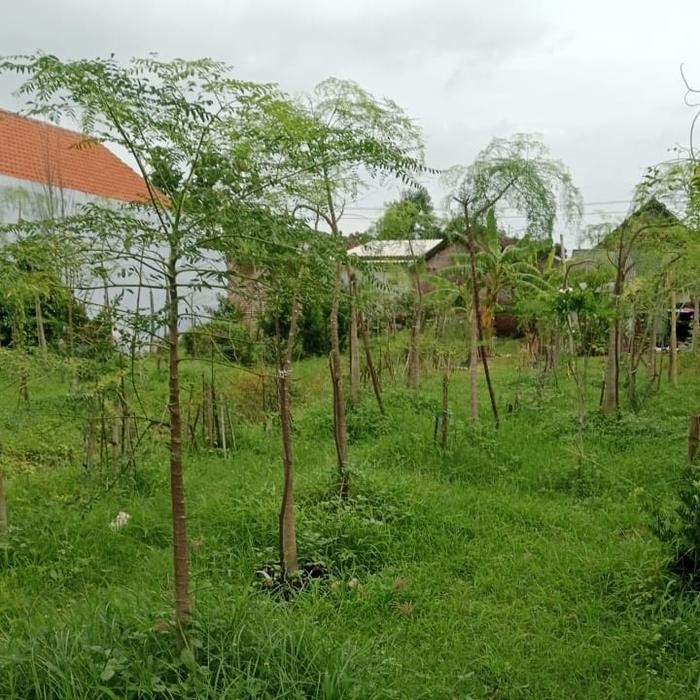 ASLI Taan Kelor Afrika / Mnga Afrika/ Kelor Etiopia READY STOCK