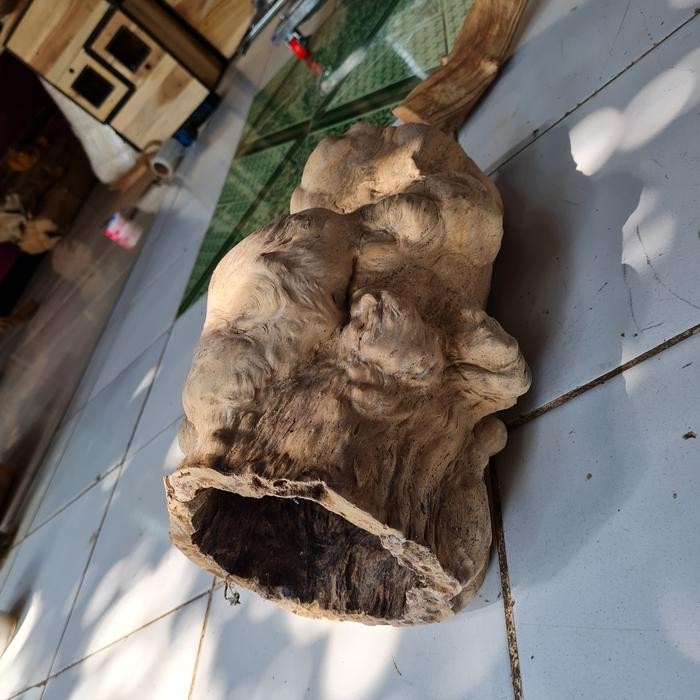 HIDING CAVE KAYU KOPI AQUASCAPE