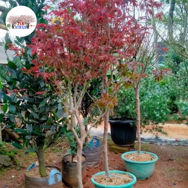 Pohon Hias Red Maple Tinggi 2Meter