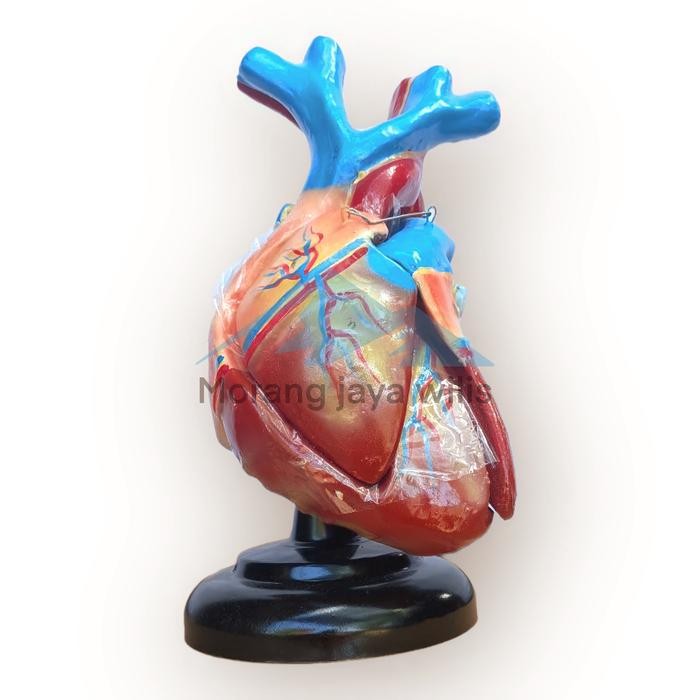 

Torso alat peraga biologi model jantung