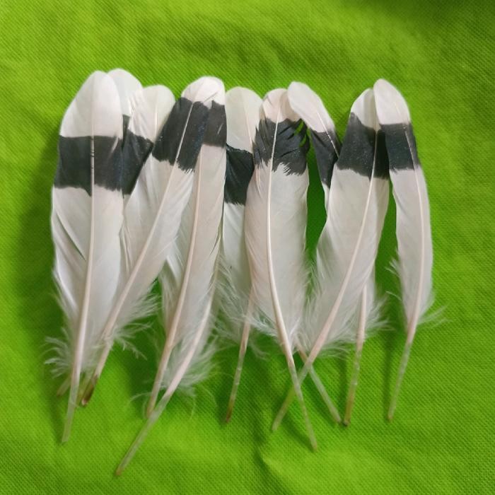 

Bulu enggang Bahan kerajinan isi 20 helai bisa untuk Hadiah anak yg pengen buat kerajinan