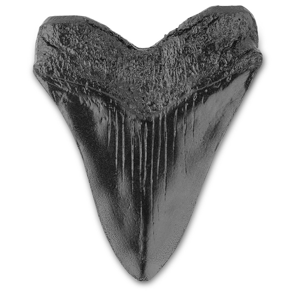 Shark Teeth Model 5inch Home Decoration Giant Megalodon Tooth Marine Bology Teaching Props Black Sha