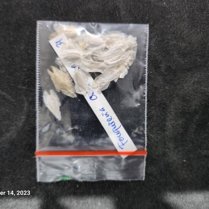 

Ready- Fouquieria Ochoterenae Seeds