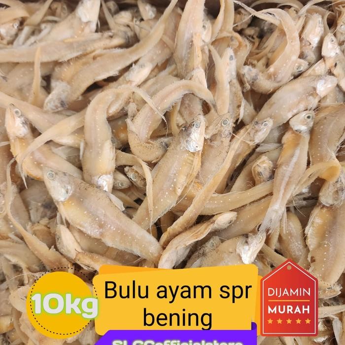

3YC3 Ikan Asin Bulu Ayam Top Spr Bening 10Kg/10.000Gr