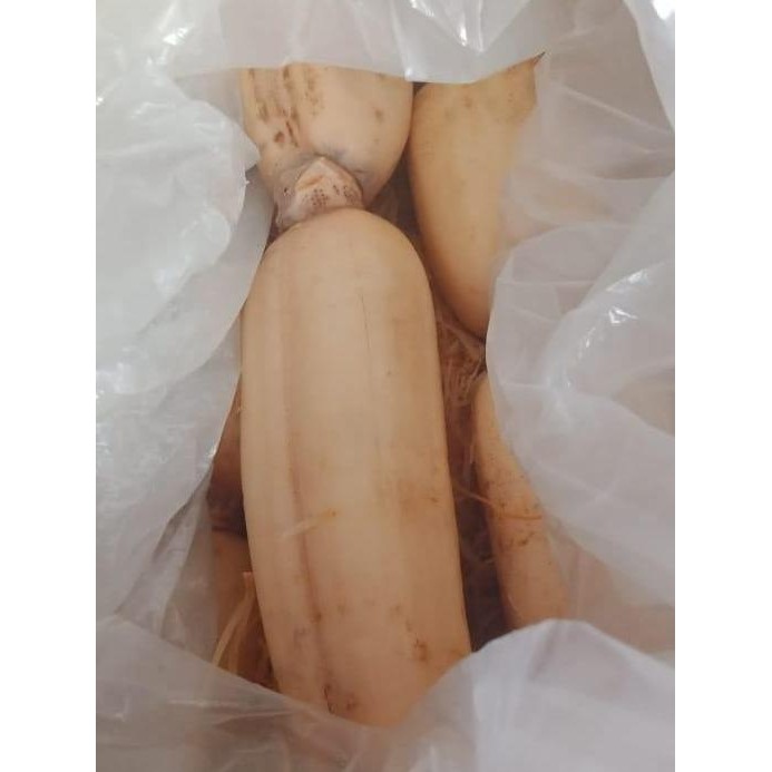 

3YC3 Lola Sayur Segar Akar Teratai/Lotus Root 500Gr