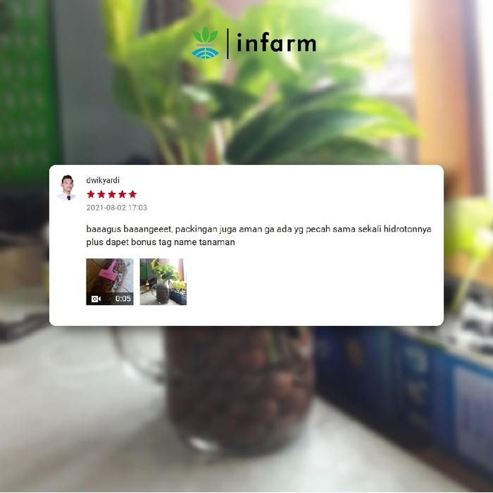 Mode Vintage Infarm - Hydroton Media Tanam Hidroponik Free Label Tanam Media Tanam Hidroponik