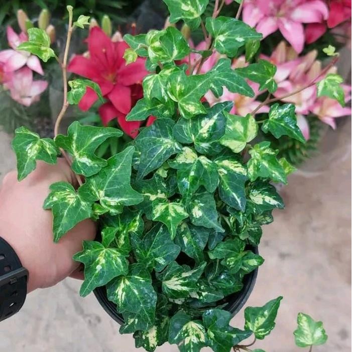 Mode Vintage Tanaman Hedera Helix Golden