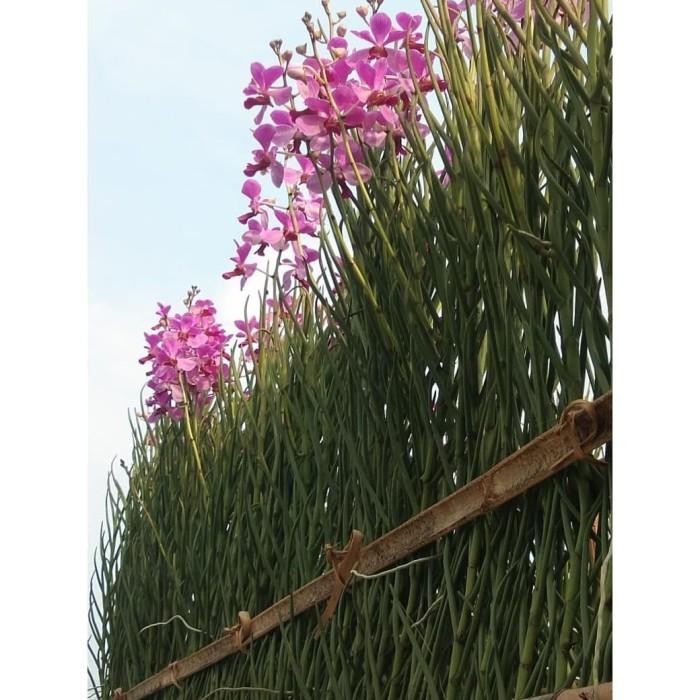 (Allthebest) Anggrek Vanda Douglas Dewasa