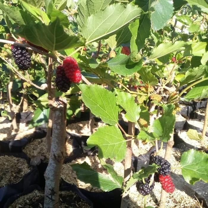 (Allthebest) Bibit Murbei Pohon Murbei Tanaman Murbei