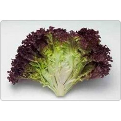 1000 SEED - BENIH LOLLOROSSO RZ AMANDINE RIJK ZWAAN