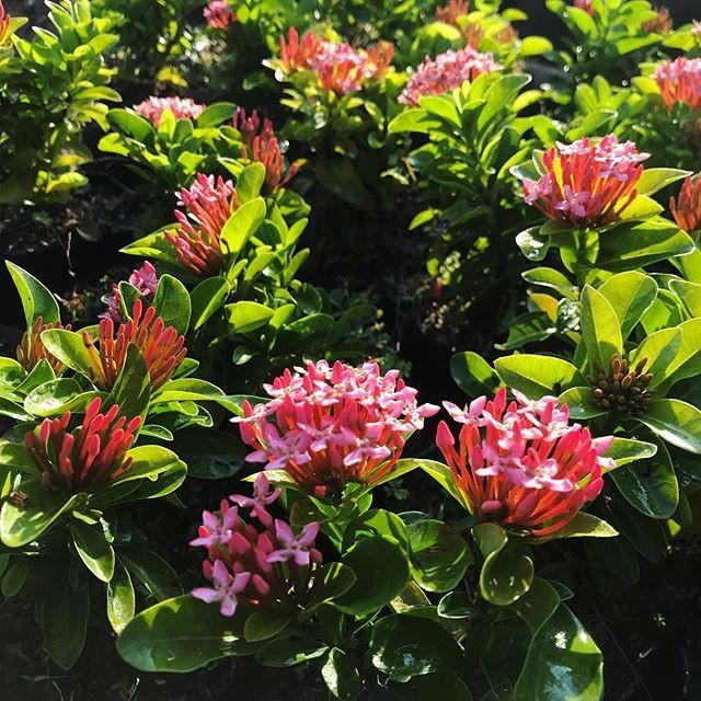 Tanaman Bunga Soka Pink-soka jambon bunga pink