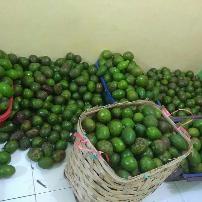 

ASLI Alpukat Mentega READY STOCK