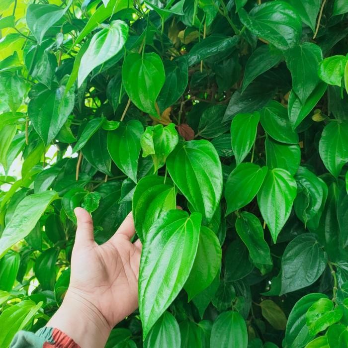 

(Allthebest) Bubuk Daun Sirih 1Kg Organik