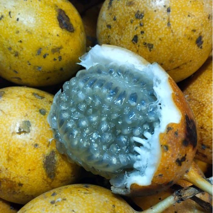 

SIAPKIRIM buah konyal markisa madu manis fresh READY STOCK