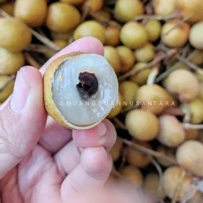 

TERMURAH Lengkeng Bangkok Super / Kelengkeng Jumbo Manis 1kg READY STOCK