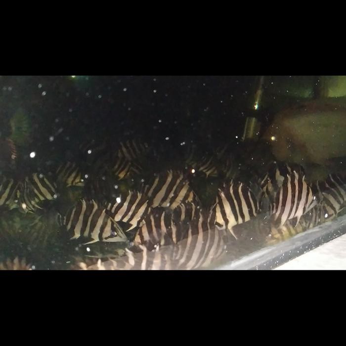 Datz Sumatera Grade A -Gratisongkir