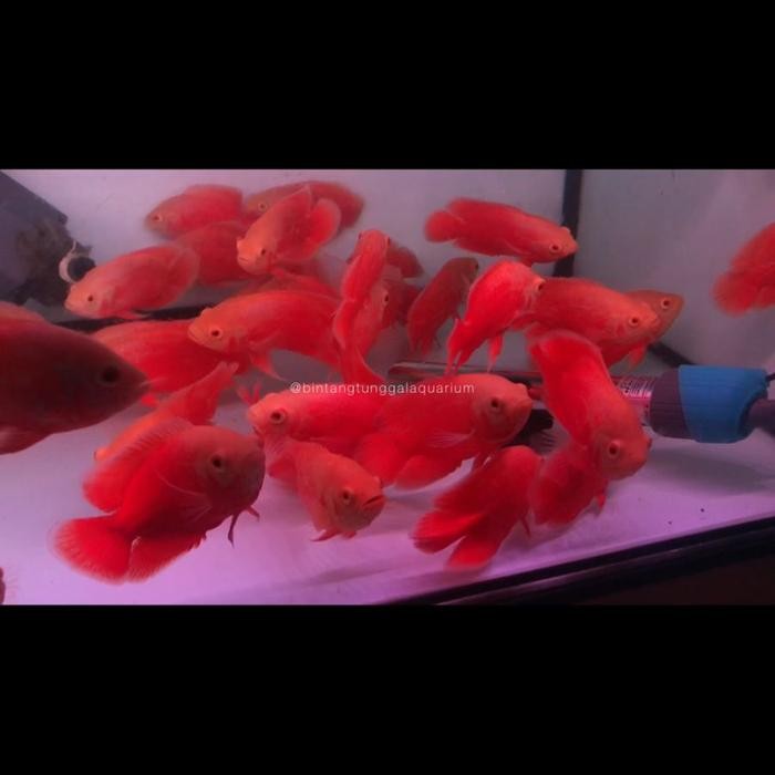 Oscar Red Paris Chili 10-12Cm -Gratisongkir