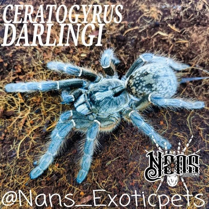 Tarantula Ceratogyrus Darlingi Sling ~Nans Exoticpet'S~ Kode 1292