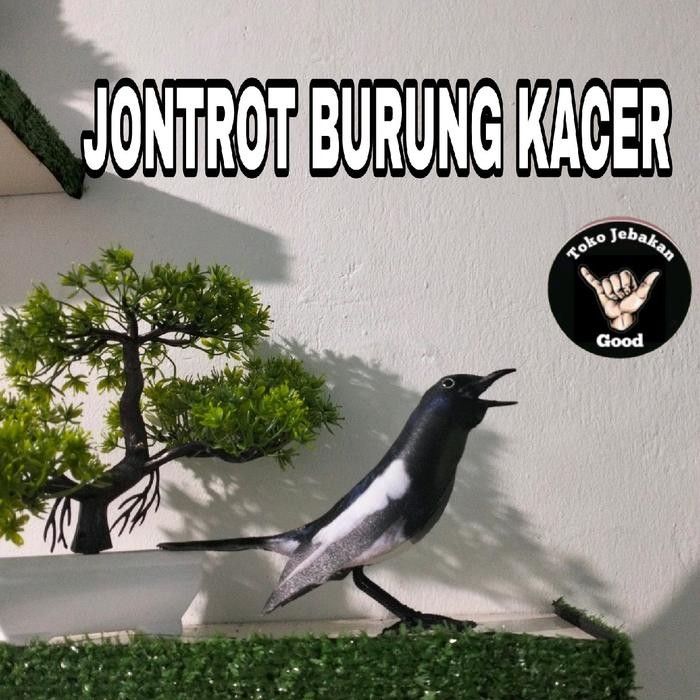 PATUNG JONTROT BURUNG KACER *