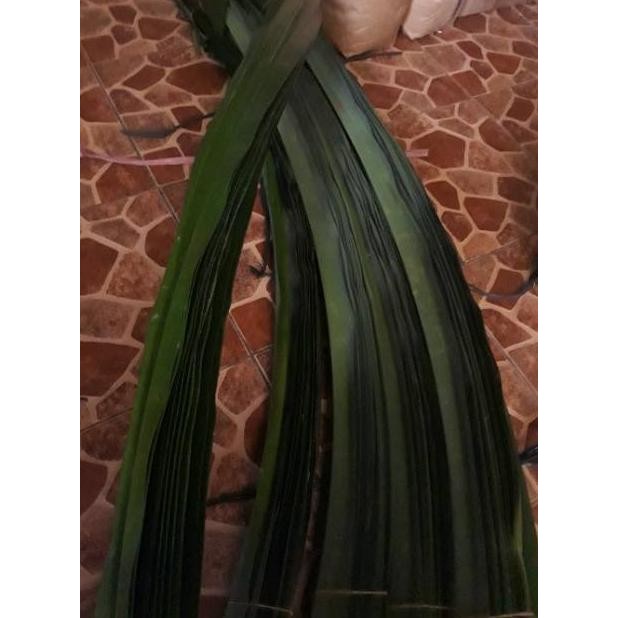 Daun pandan Besar Untuk bungkus bacang Bangka