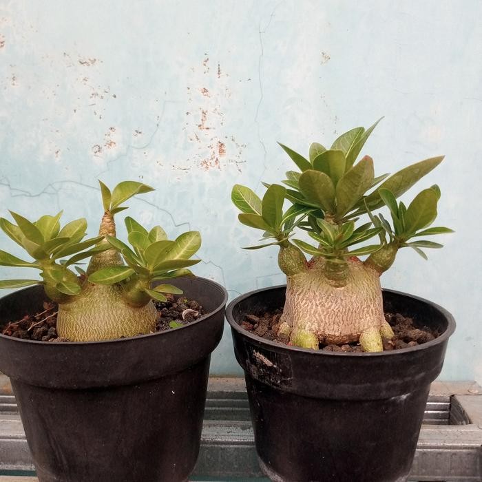 Adenium Varian Arabicum Import