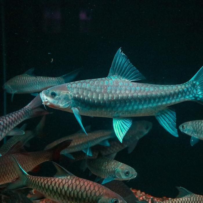 ikan masheer Neo heter