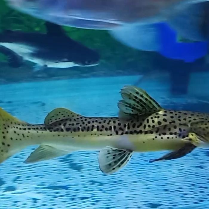 Ikan Leopard Catfish Predator Terlaris