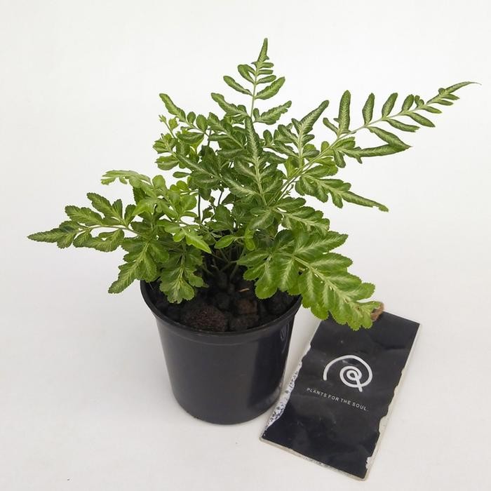 Pteris var. albolineata - Tanaman hias hidup / silverback fern