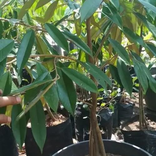Bibit Durian Duri Hitam Kaki 3 Tinggi 1 Meter - Durian Oche Premium
