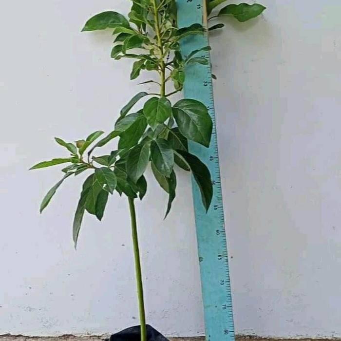 Bibit alpukat hass 1 meter