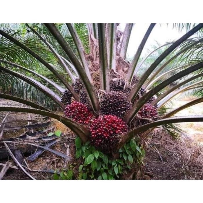 Bibit Benih Kecambah Sawit DXP SRIWIJAYA 6 (150 butir)