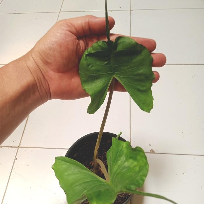 alocasia stingray